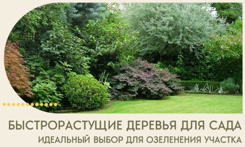 Быстрорастущие деревья для сада идеальный выбор в Малоярославце